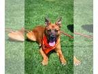 German Shepherd Dog Mix DOG FOR ADOPTION RGADN-1247218 - Leilani - Shepherd /