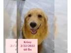 Golden Retriever DOG FOR ADOPTION RGADN-1247228 - Krissy - Golden Retriever Dog