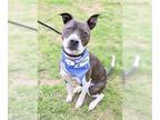 Staffordshire Bull Terrier Mix DOG FOR ADOPTION RGADN-1247231 - CAPTAIN -