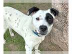 American Pit Bull Terrier-Dalmatian Mix DOG FOR ADOPTION RGADN-1247238 - KOBY