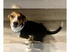 Beagle Mix DOG FOR ADOPTION RGADN-1247267 - Shiloh Super Dog - Beagle / Hound /