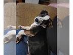 Beagle DOG FOR ADOPTION RGADN-1247275 - Biscuit - Beagle Dog For Adoption