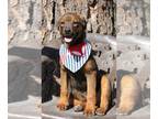 Rottweiler Mix DOG FOR ADOPTION RGADN-1247277 - Brielle- CL - Rottweiler / Cane