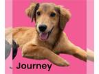 Collie Mix DOG FOR ADOPTION RGADN-1247283 - Journey - Collie / Mixed (medium
