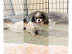 Shih Tzu DOG FOR ADOPTION RGADN-1247290 - Lily Belle - Shih Tzu Dog For Adoption