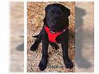Labrador Retriever DOG FOR ADOPTION RGADN-1247295 - Sophia - Texas - Labrador
