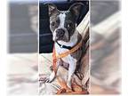 Boston Terrier DOG FOR ADOPTION RGADN-1247302 - Milo - Boston Terrier Dog For