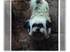 Shih Tzu DOG FOR ADOPTION RGADN-1247311 - Charlie - Texas - Shih Tzu Dog For