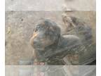 Rottweiler DOG FOR ADOPTION RGADN-1247321 - POKI BEAR - Rottweiler (medium coat)