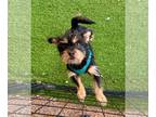 Dachshund Mix DOG FOR ADOPTION RGADN-1247332 - Valentine - Dachshund / Yorkshire