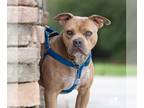 American Staffordshire Terrier Mix DOG FOR ADOPTION RGADN-1247338 - DEENO -