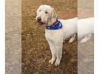 Bernese Mountain Dog Mix DOG FOR ADOPTION RGADN-1247342 - Ava - Poodle (unknown