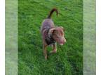 Chocolate Labrador retriever Mix DOG FOR ADOPTION RGADN-1247349 - LUCCA -