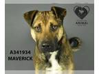 Rottweiler-American Pit Bull Terrier DOG FOR ADOPTION RGADN-1247354 - MAVERICK -