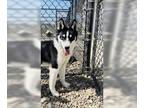 Siberian Husky Mix DOG FOR ADOPTION RGADN-1247360 - Rigley - Siberian Husky /