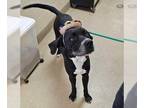 Mastador DOG FOR ADOPTION RGADN-1247382 - Lowfi - $75 Adoption Fee Diamond Dog -