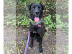 Labrador Retriever DOG FOR ADOPTION RGADN-1247394 - Sheldon - Labrador Retriever