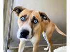 Boxer-Siberian Husky Mix DOG FOR ADOPTION RGADN-1247400 - LUNA - Boxer /