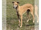 Greyhound DOG FOR ADOPTION RGADN-1247404 - Grace - Greyhound (short coat) Dog