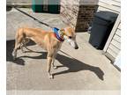 Greyhound DOG FOR ADOPTION RGADN-1247405 - Davy - Greyhound (short coat) Dog For