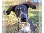 Pointer Mix DOG FOR ADOPTION RGADN-1247408 - Molly D5925 - Hound / Pointer /