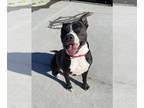 Staffordshire Bull Terrier Mix DOG FOR ADOPTION RGADN-1247410 - Gladis -