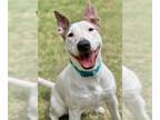 Bull Terrier DOG FOR ADOPTION RGADN-1247424 - Delilah - Bull Terrier Dog For