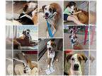 American Foxhound Mix DOG FOR ADOPTION RGADN-1247425 - ALFIE - American Foxhound