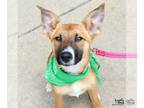 Black Mouth Cur Mix DOG FOR ADOPTION RGADN-1247434 - Lucy - Shepherd / Black