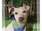 Labrador Retriever Mix DOG FOR ADOPTION RGADN-1247440 - Jazmyn - Labrador