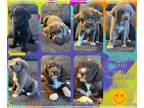 Labradoodle DOG FOR ADOPTION RGADN-1247449 - Bruce Wayne - Poodle (Standard) /