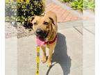 Boxer-German Shepherd Dog Mix DOG FOR ADOPTION RGADN-1247458 - GYPSY - Boxer /