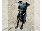 Labrador Retriever DOG FOR ADOPTION RGADN-1247459 - PONGO - Labrador Retriever