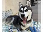 Mix DOG FOR ADOPTION RGADN-1247465 - Hailey *Courtesy Post* - Husky (medium