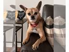 Pomeranian Mix DOG FOR ADOPTION RGADN-1247470 - Chappy - Pomeranian / Terrier /