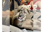 Huskies -Neapolitan Mastiff Mix DOG FOR ADOPTION RGADN-1247483 - Blake - Husky /