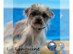 Shih Tzu Mix DOG FOR ADOPTION RGADN-1247496 - Linguini - Yorkshire Terrier