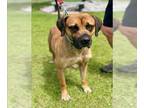 Mastiff DOG FOR ADOPTION RGADN-1247500 - CASHEW - Mastiff (medium coat) Dog For