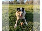 Border Collie DOG FOR ADOPTION RGADN-1247522 - Yogi - Border Collie Dog For