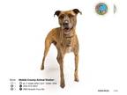 Plott Hound Mix DOG FOR ADOPTION RGADN-1247528 - BARNEY - Plott Hound / Mixed