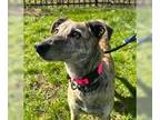 Whippet DOG FOR ADOPTION RGADN-1247537 - Poppet - Whippet Dog For Adoption