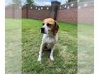 Bogle DOG FOR ADOPTION RGADN-1247538 - Roscoe - Boxer / Beagle / Mixed Dog For