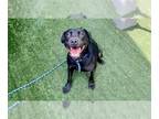 Labrador Retriever Mix DOG FOR ADOPTION RGADN-1247550 - GLORIA MAGGIE - Labrador