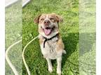 Australian Shepherd-Huskies Mix DOG FOR ADOPTION RGADN-1247552 - Chester -