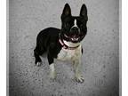 Boston Terrier DOG FOR ADOPTION RGADN-1247560 - Sassy - Boston Terrier Dog For