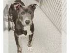 American Pit Bull Terrier Mix DOG FOR ADOPTION RGADN-1247567 - JESS - Pit Bull