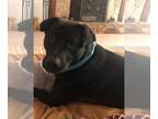 Labrador Retriever Mix DOG FOR ADOPTION RGADN-1247571 - COLEMAN (Fabulous
