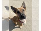 German Shepherd Dog Mix DOG FOR ADOPTION RGADN-1247579 - Jambalaya - German