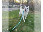 Huskies -white german shepherd Mix DOG FOR ADOPTION RGADN-1247580 - Stormy -