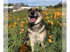 Shollie DOG FOR ADOPTION RGADN-1247590 - *JOY - German Shepherd Dog / Border